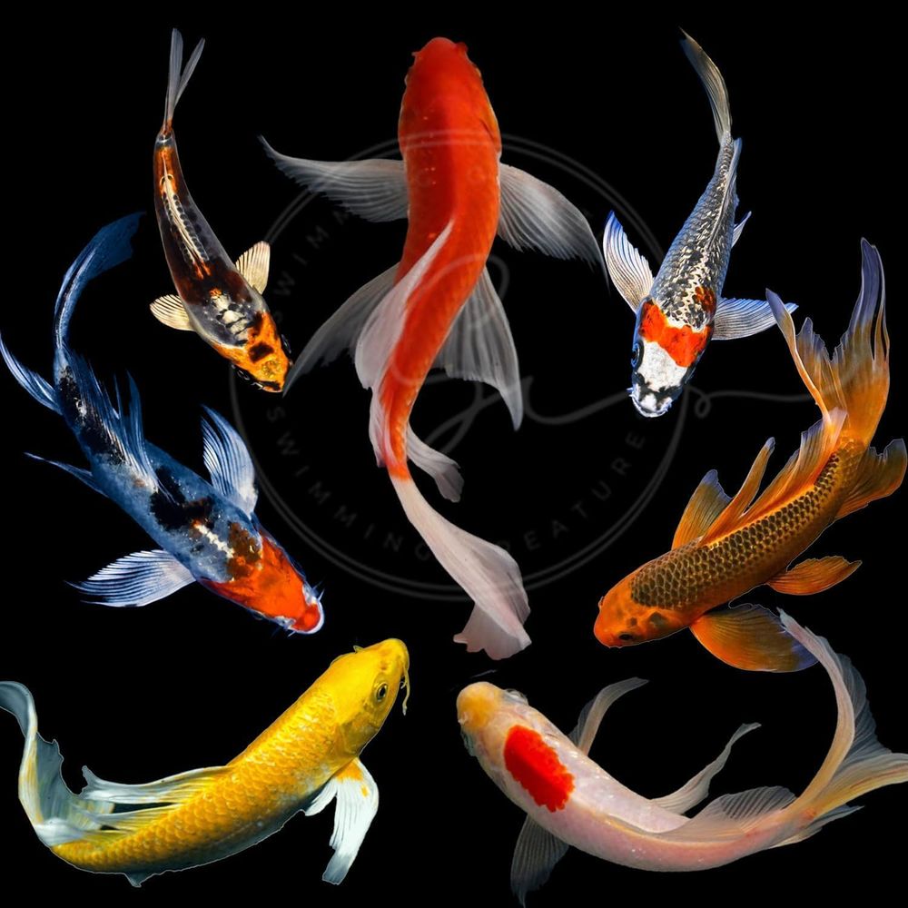 Różne Kolory Żywe Ryby Koi do  – Aquarium Fish Live recenzja i cena