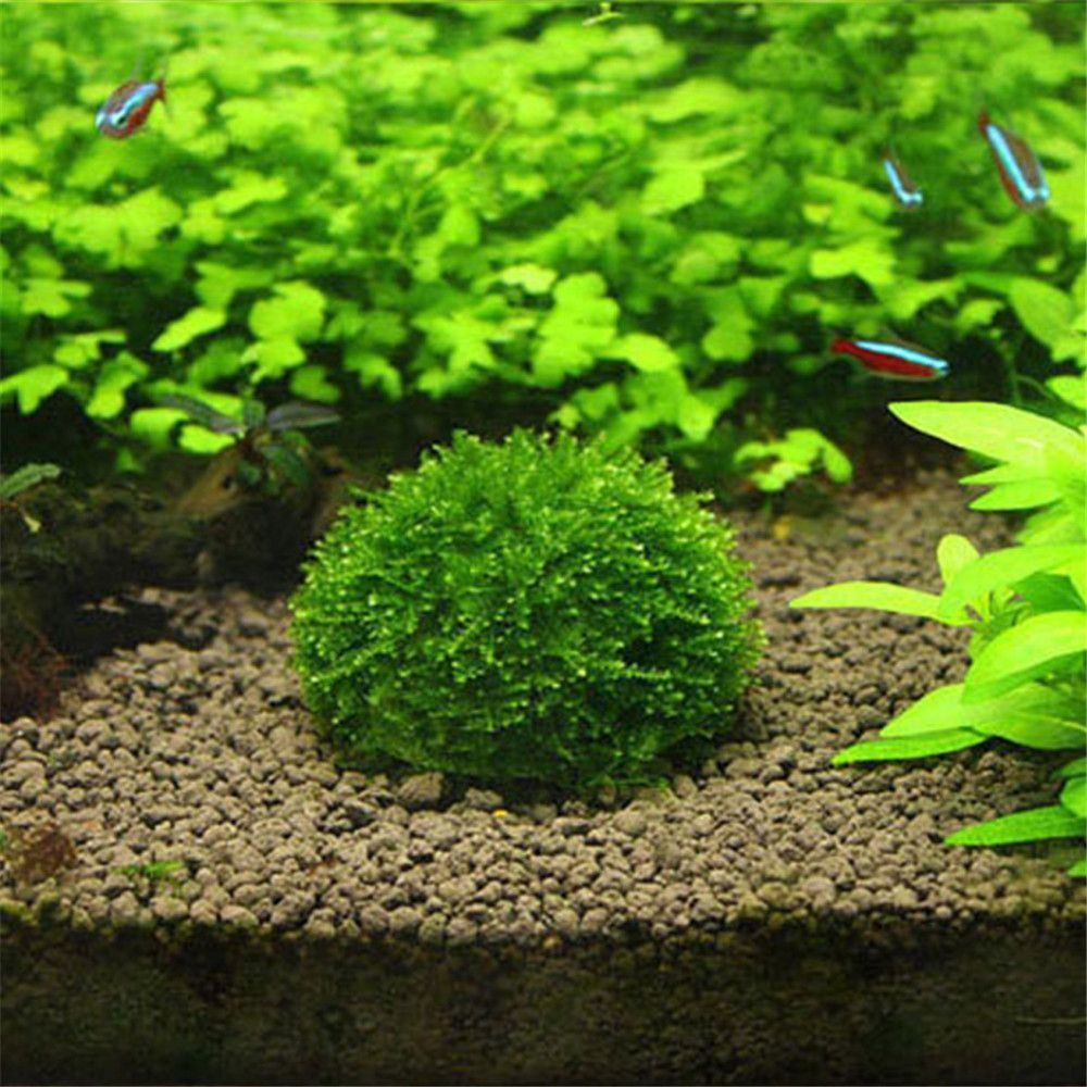 Nowa Plastikowa Kopuła z Meche – Aquarium Fish Tank Price recenzja i cena