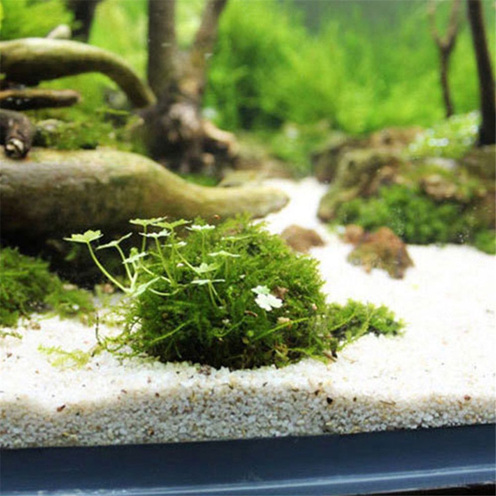 Nowa Plastikowa Kopuła z Meche – Aquarium Fish Tank Price recenzja i cena